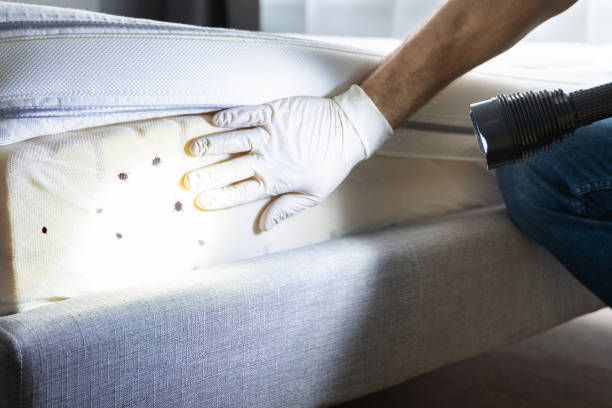 Best Termite Control Services  in Robie Creek, ID