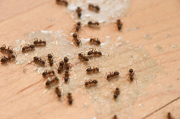 Best Bed Bug Extermination  in Robie Creek, ID